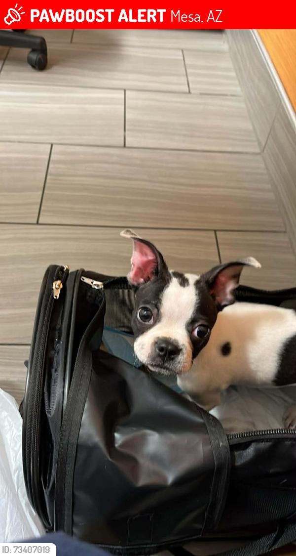 Lost Female Dog last seen university and extension, Mesa, AZ 85201