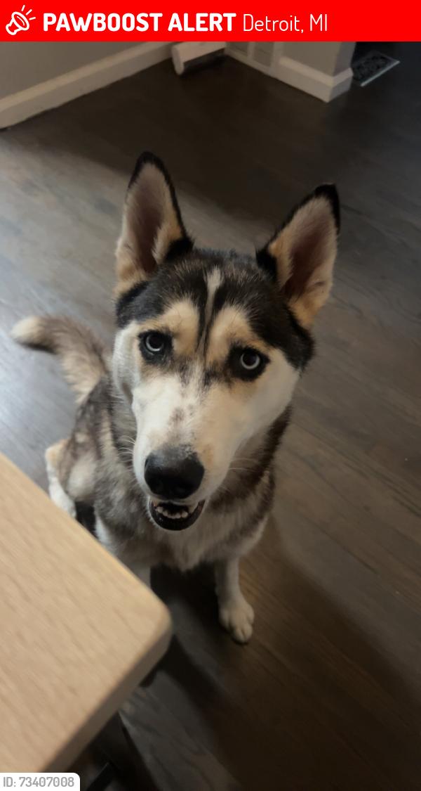 Lost Female Dog last seen Evergreen and Paul, Detroit, MI 48228