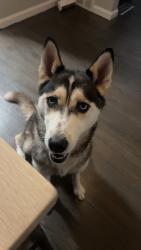 Lost Female Dog last seen Evergreen and Paul, Detroit, MI 48228
