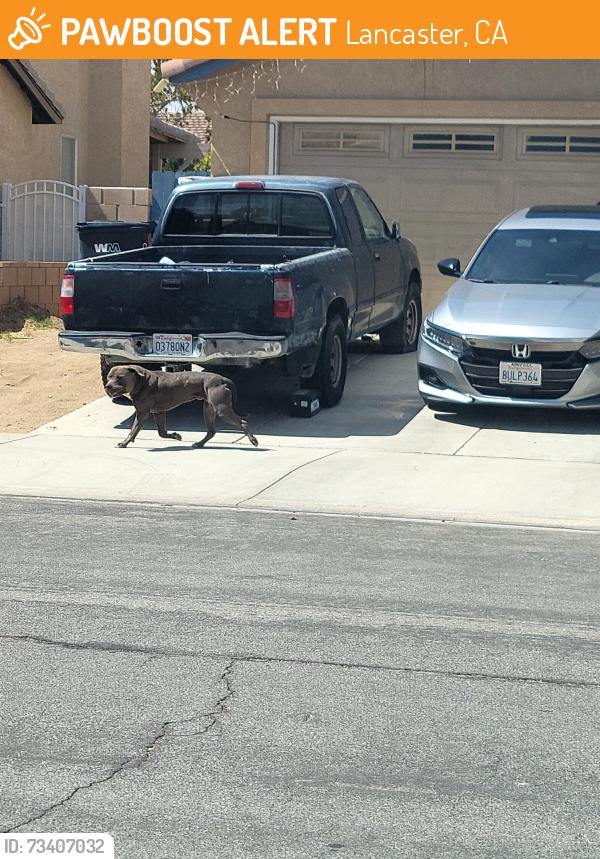 Found/Stray Male Dog last seen On Coventry Street going towards Holguin street, Lancaster, CA 93534