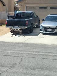 Found/Stray Male Dog last seen On Coventry Street going towards Holguin street, Lancaster, CA 93534
