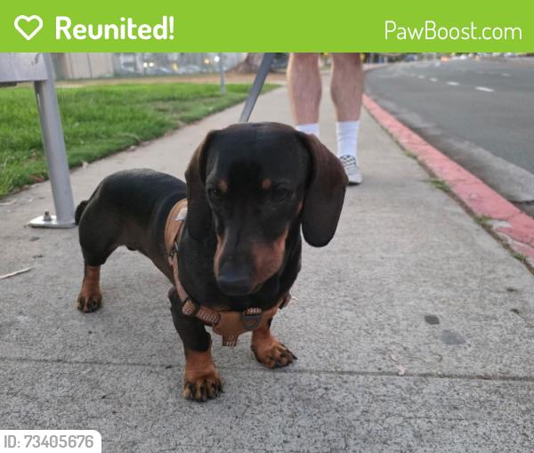 Reunited Male Dog last seen W Washington Ave, El Cajon, CA 92020, USA, El Cajon, CA 92020