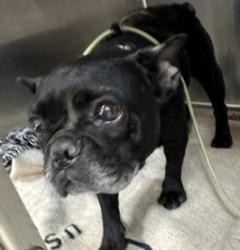 Shelter Stray Female Dog last seen , 957 N Gaffey St, San Pedro, CA 90731, USA