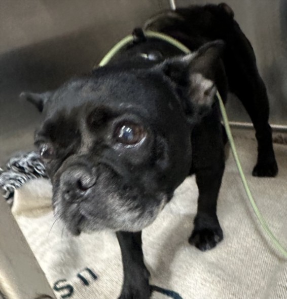 Shelter Stray Female Dog last seen , 957 N Gaffey St, San Pedro, CA 90731, USA