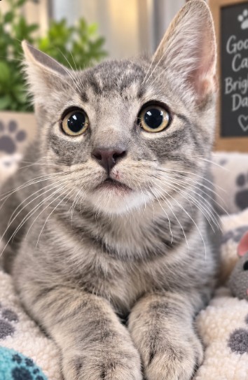 Shelter Stray Male Cat last seen , 957 N Gaffey St, San Pedro, CA 90731, USA