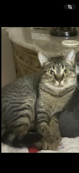 Lost Male Cat last seen Lake Washington Rd and Stewart Rd., Melbourne, FL 32935