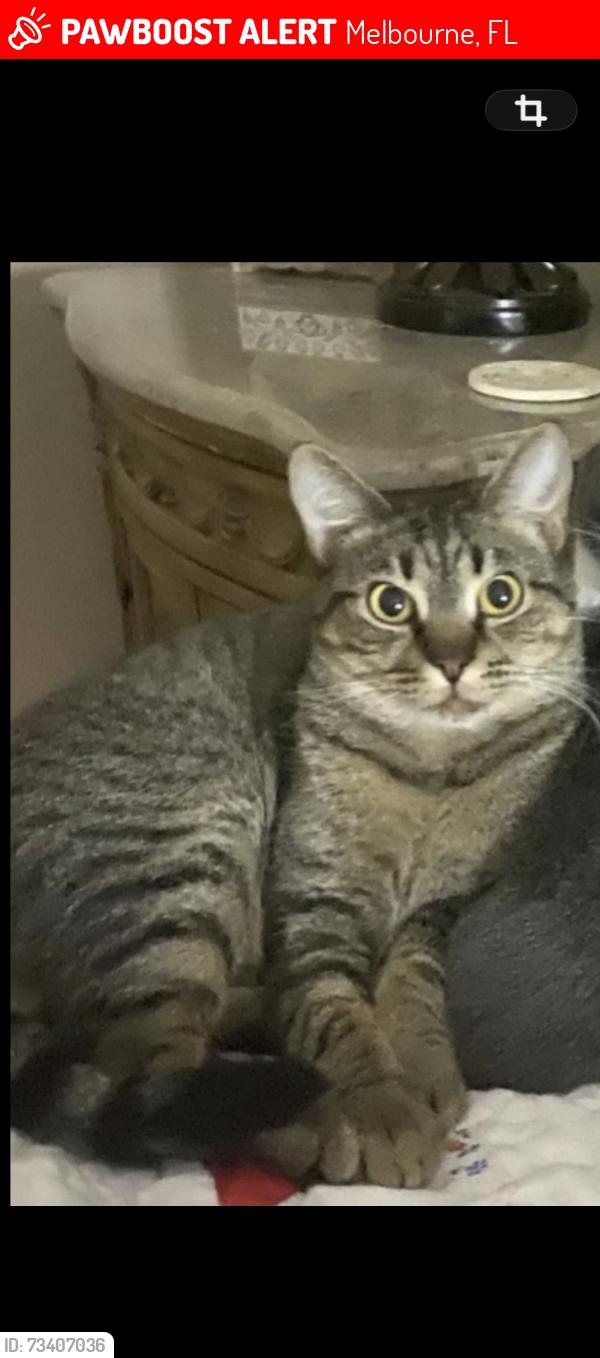 Lost Male Cat last seen Lake Washington Rd and Stewart Rd., Melbourne, FL 32935