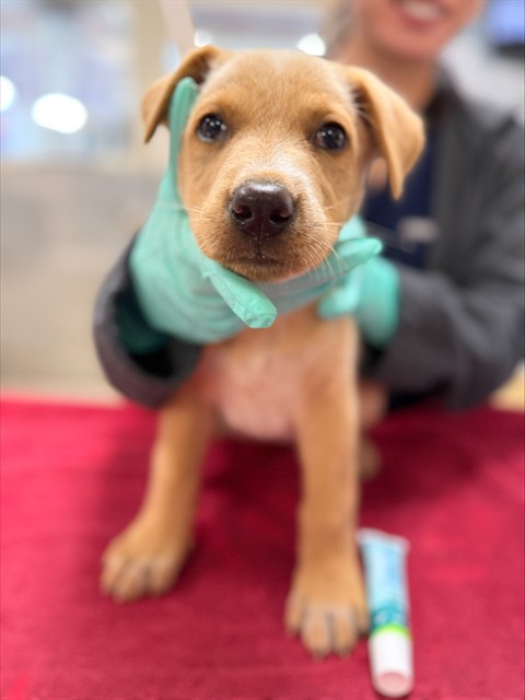 Shelter Stray Female Dog last seen Near BLOCK ALDER ST, PERRIS CA 92570, 6851 Van Buren Boulevard, Jurupa Valley, CA 92509, USA