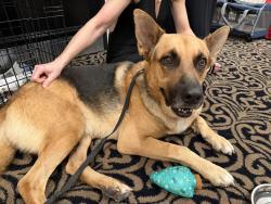 Found/Stray Male Dog last seen Hotel Zaza, Houston, TX 77005
