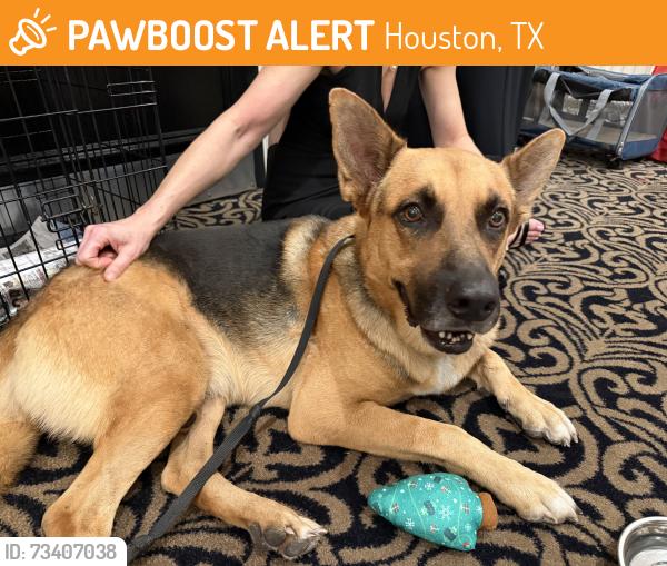 Found/Stray Male Dog last seen Hotel Zaza, Houston, TX 77005