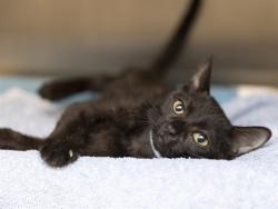 Shelter Stray Female Cat last seen 36TH AVE & MYRTLE, 5501 E Van Buren St, Phoenix, AZ 85008, USA