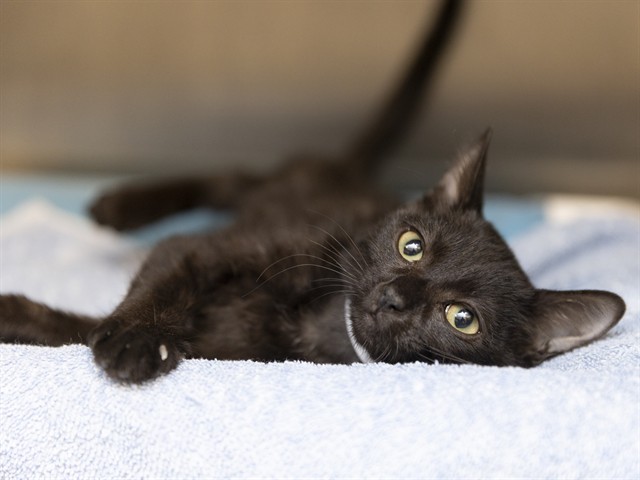 Shelter Stray Female Cat last seen 36TH AVE & MYRTLE, 5501 E Van Buren St, Phoenix, AZ 85008, USA