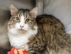 Shelter Stray Male Cat last seen Near BLOCK N 24TH PL, 5501 E Van Buren St, Phoenix, AZ 85008, USA