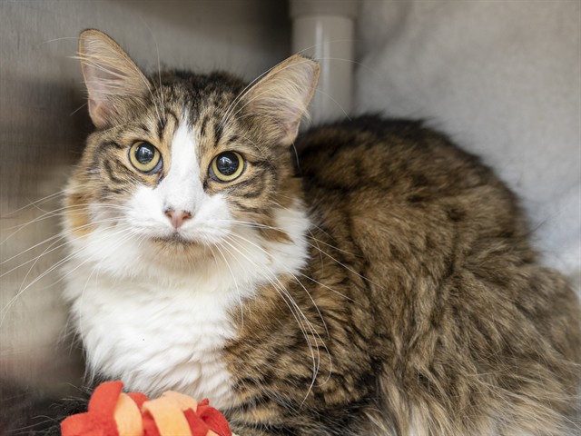 Shelter Stray Male Cat last seen Near BLOCK N 24TH PL, 5501 E Van Buren St, Phoenix, AZ 85008, USA