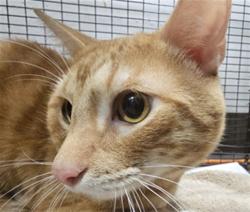 Shelter Stray Male Cat last seen , West Valley Animal Shelter, 20655 Plummer St, Chatsworth, CA 91311, USA