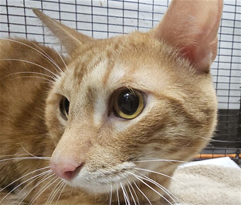 Shelter Stray Male Cat last seen , West Valley Animal Shelter, 20655 Plummer St, Chatsworth, CA 91311, USA