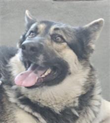 Shelter Stray Female Dog last seen , West Valley Animal Shelter, 20655 Plummer St, Chatsworth, CA 91311, USA