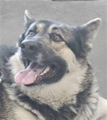 Shelter Stray Female Dog last seen , West Valley Animal Shelter, 20655 Plummer St, Chatsworth, CA 91311, USA