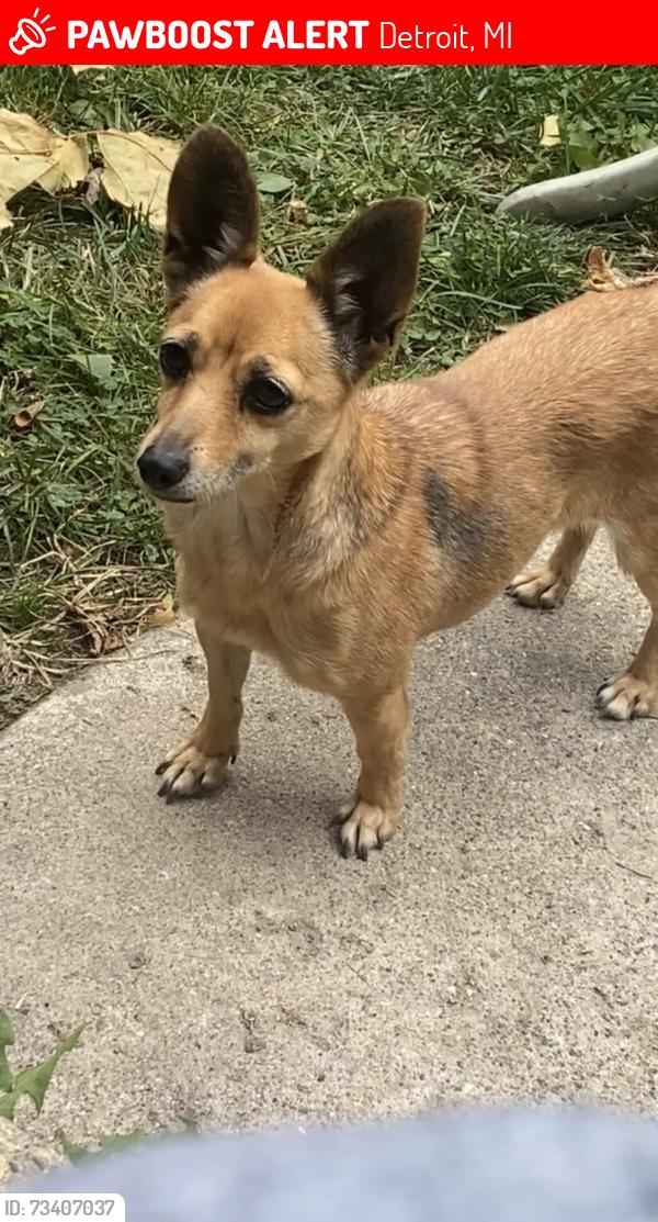 Lost Female Dog last seen Warren & greenfield, Detroit, MI 48228