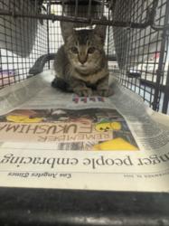 Shelter Stray Female Cat last seen , 1850 W 60th St, Los Angeles, CA 90047, USA