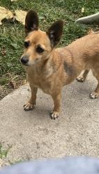Lost Female Dog last seen Warren & greenfield, Detroit, MI 48228