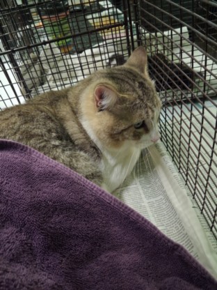 Shelter Stray Male Cat last seen , 1850 W 60th St, Los Angeles, CA 90047, USA