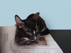 Shelter Stray Male Cat last seen , 1850 W 60th St, Los Angeles, CA 90047, USA