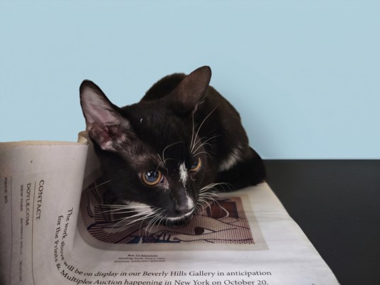 Shelter Stray Male Cat last seen , 1850 W 60th St, Los Angeles, CA 90047, USA