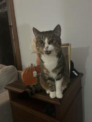 Lost Female Cat last seen Sabal club, Wekiwa Springs, FL 32779