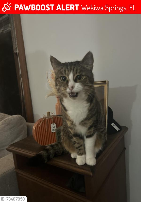 Lost Female Cat last seen Sabal club, Wekiwa Springs, FL 32779