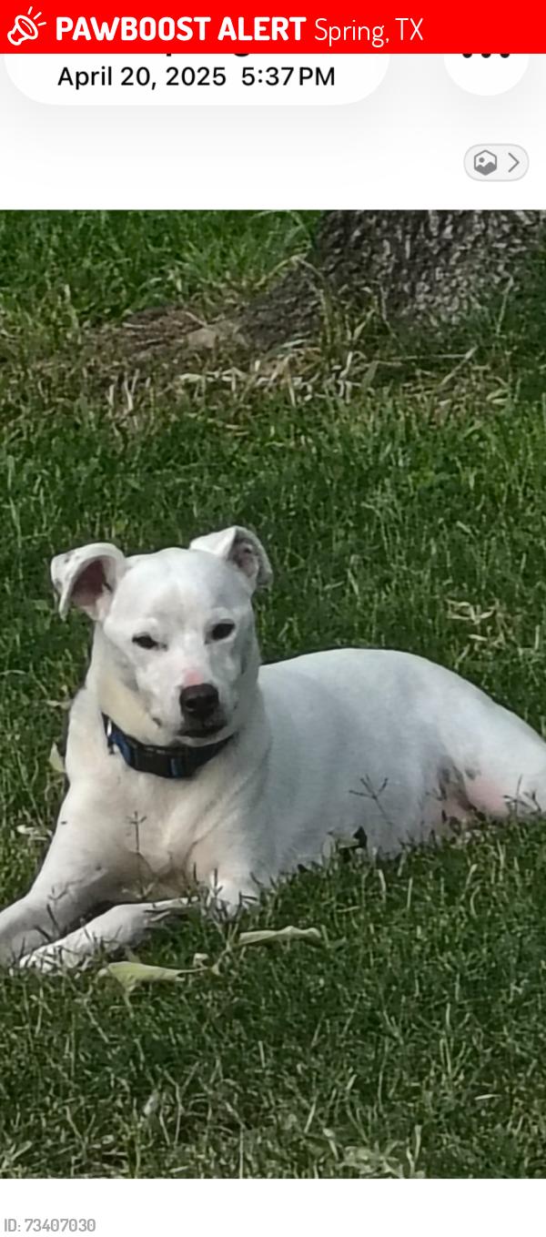 Lost Male Dog last seen Cypressgate Dr, Spring, TX 77387