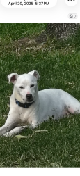 Lost Male Dog last seen Cypressgate Dr, Spring, TX 77387