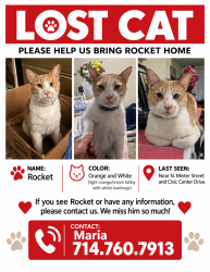Lost Male Cat last seen Minter and civic center, Santa Ana, CA 92701