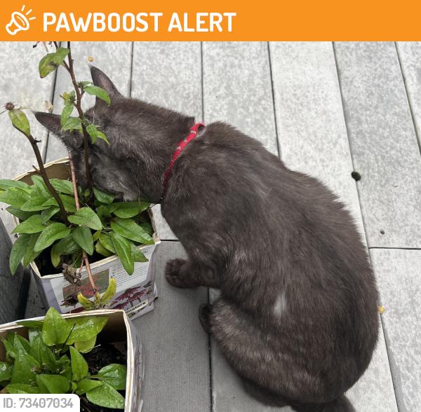 Found/Stray Unknown Cat last seen Pin oak place, Lancaster Pa 17602, East Lampeter Township, PA 17602