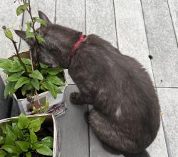Found/Stray Unknown Cat last seen Pin oak place, Lancaster Pa 17602, East Lampeter Township, PA 17602