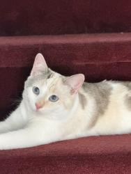 Lost Female Cat last seen 8th and Marion St., Portland, OR 97202