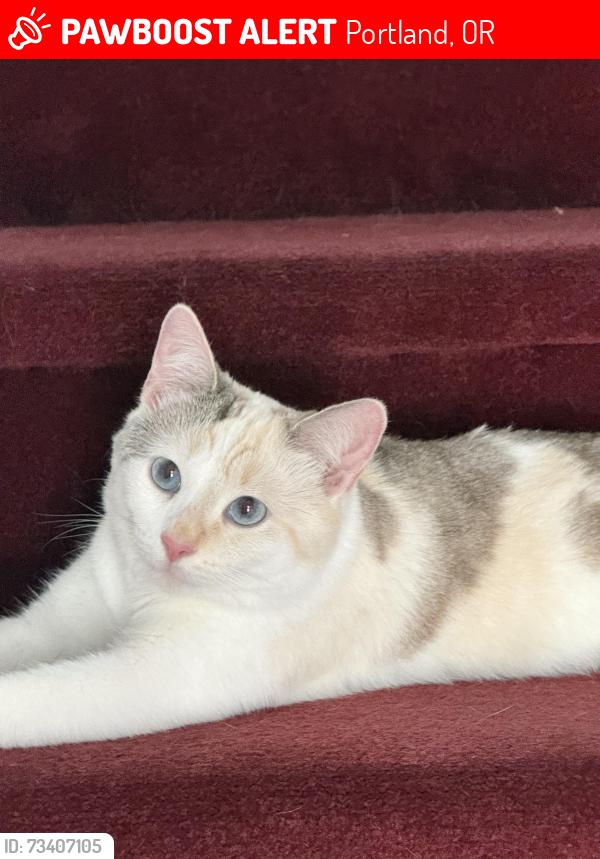 Lost Female Cat last seen 8th and Marion St., Portland, OR 97202
