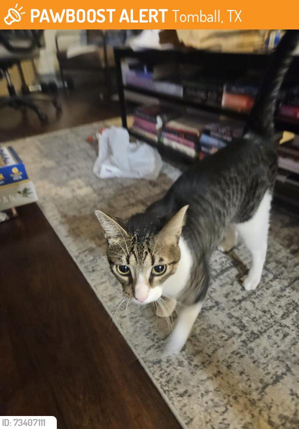 Found/Stray Male Cat last seen Abbey Preserve apmts, Tomball, TX 77375