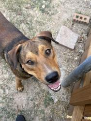 Found/Stray Male Dog last seen Marrou rd, Seguin, TX 78155