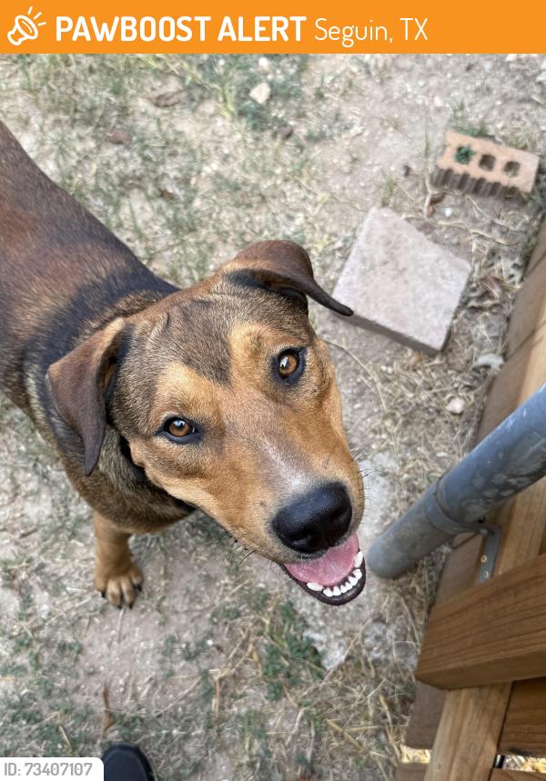 Found/Stray Male Dog last seen Marrou rd, Seguin, TX 78155