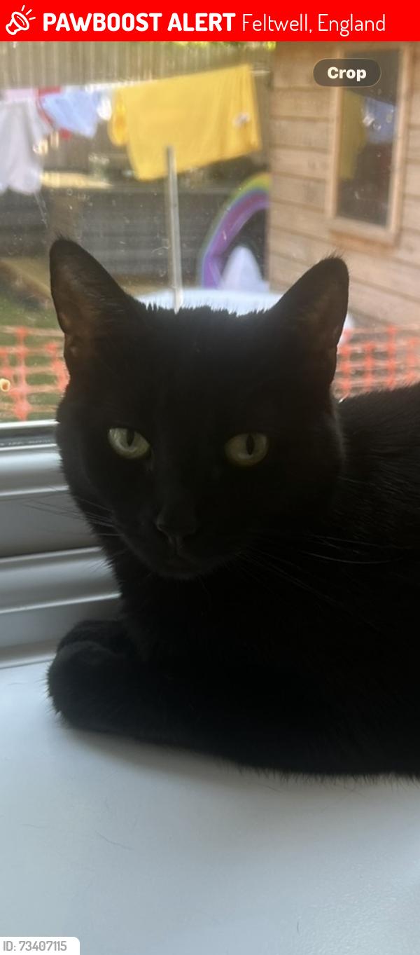 Lost Female Cat last seen Feltwell, Feltwell, England 