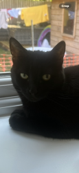 Lost Female Cat last seen Feltwell, Feltwell, England 