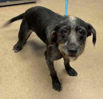 Shelter Stray Female Dog last seen Near Line Circle, 30032, GA, 3280 Chamblee Dunwoody Rd, Chamblee, GA 30341, USA
