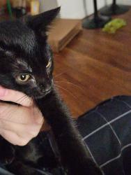 Reunited Female Cat last seen Lake view 1&2 apmts, Lake Elsinore, CA 92530