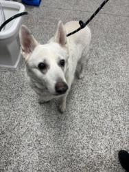 Shelter Stray Female Dog last seen Near Harrover Place, Fairfax County, VA, 4500 West Ox Rd, Fairfax, VA 22030, USA