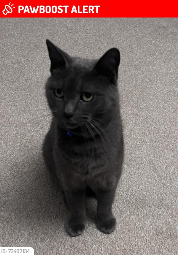 Lost Male Cat last seen Rossmore, Bournemouth, Christchurch and Poole, England 
