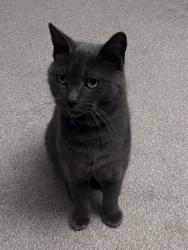 Lost Male Cat last seen Rossmore, Bournemouth, Christchurch and Poole, England 