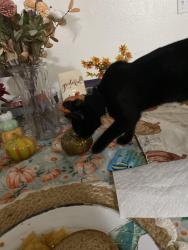 Reunited Female Cat last seen Flannery and Riverside Drive, Lake Elsinore, CA 92530