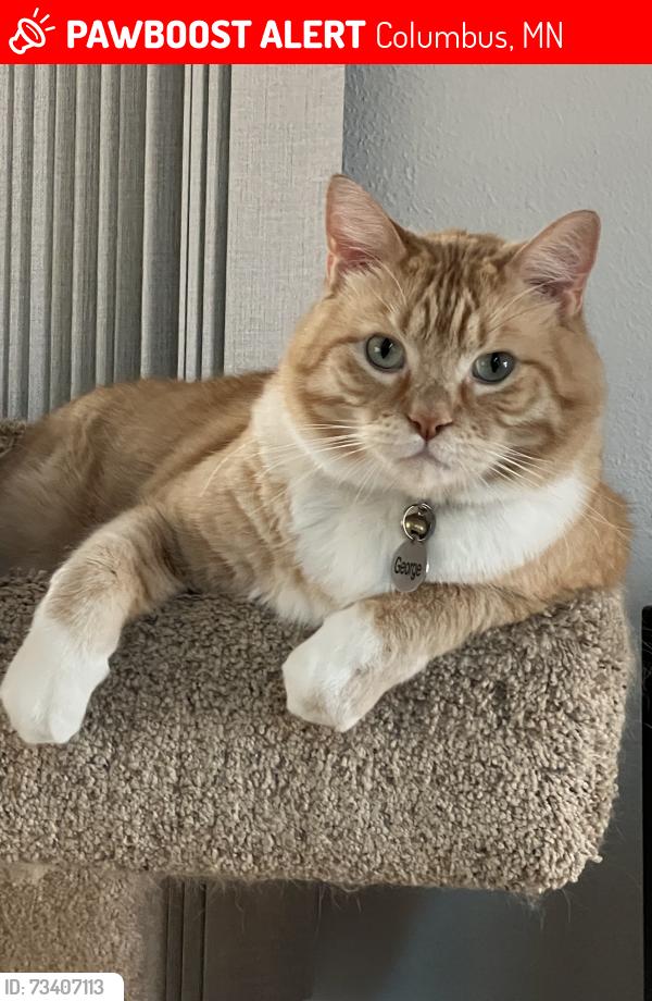 Lost Male Cat last seen Potomac street and broadway avenue, Columbus, MN 55025