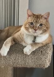 Lost Male Cat last seen Potomac street and broadway avenue, Columbus, MN 55025